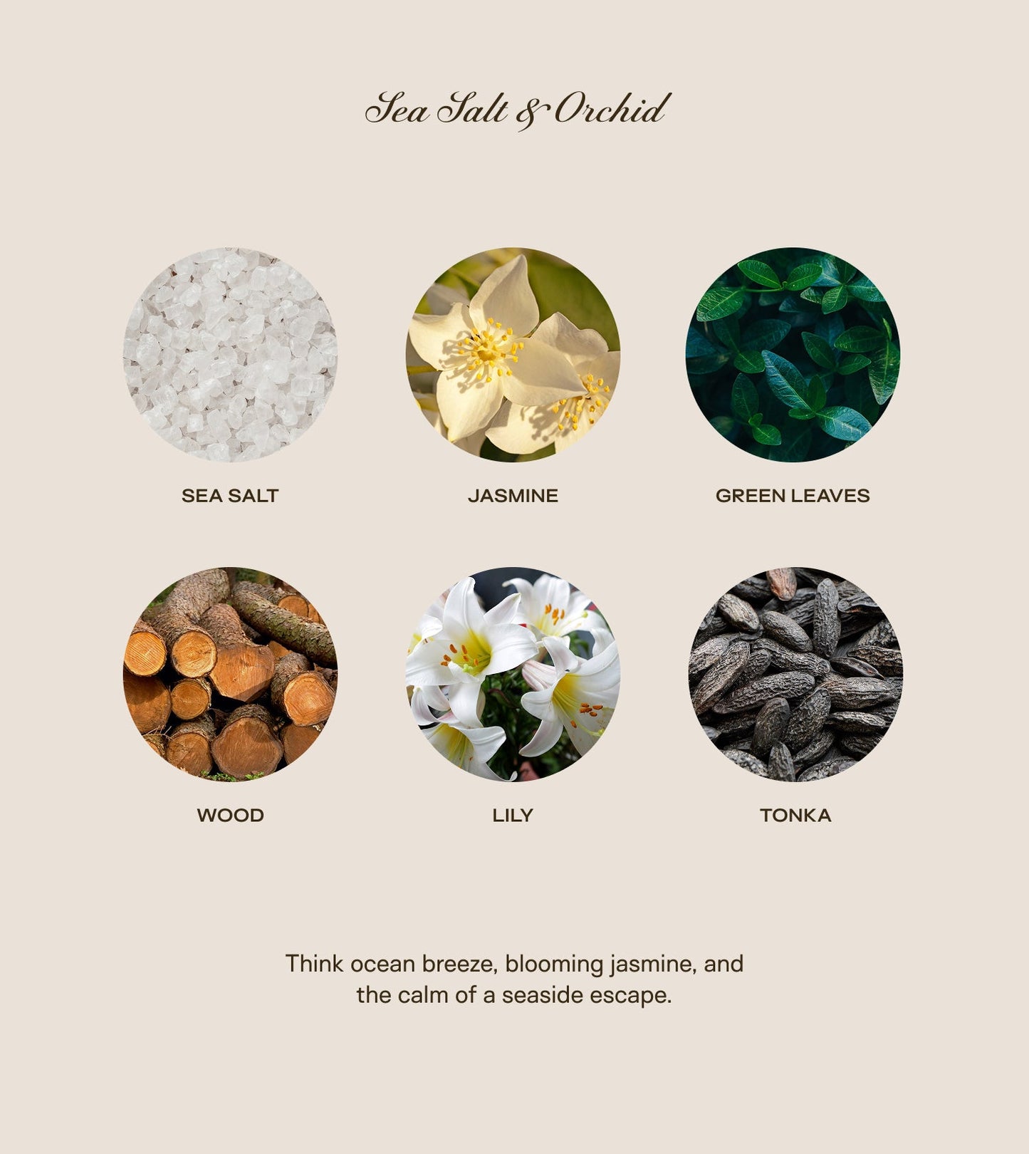 Sea Salt & Orchid